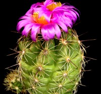 Thelocactus ehrenbergii